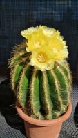 Notokaktus Magnificus, sehr blühfreudig, 15cm Topf,19cm hoch