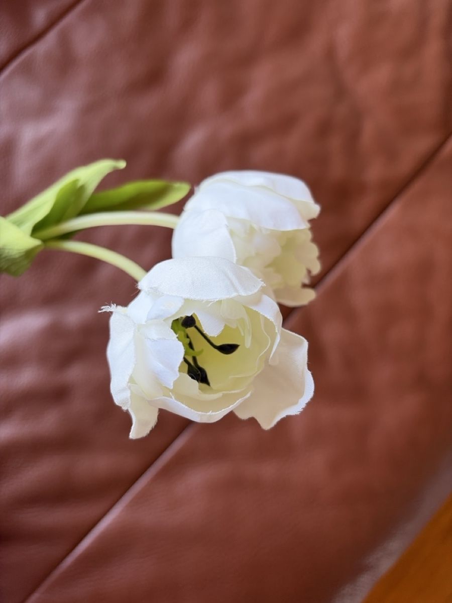 Piante & sementi: Tulpen – Usato da Freidorf TG venduto da ibipatria