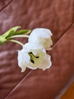Tulpen