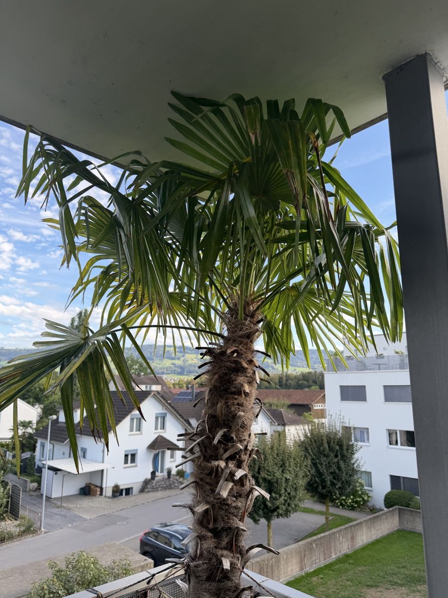 Pflanzen & Samen: Tessinerpalme – Gebraucht aus Rorschach von Mazzriki 3