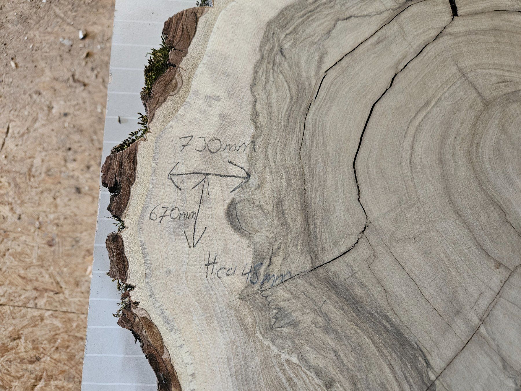 Holzartikel: Nussbaum Holz Baumscheibe – Neu (gemäss Beschreibung) aus Schangnau von egli6.2 1