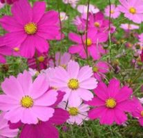 Ab 5.- fr 10 COSMEA SAMEN Cosmea GRAINES SEMI SEEDS
