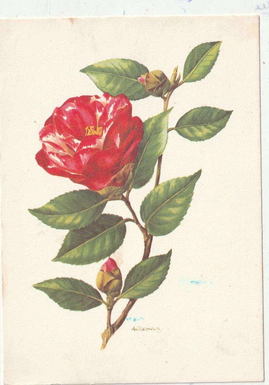 Ansichtskarten: 10  SchöneBlumenkarten – Gebraucht aus Lumbrein von made02