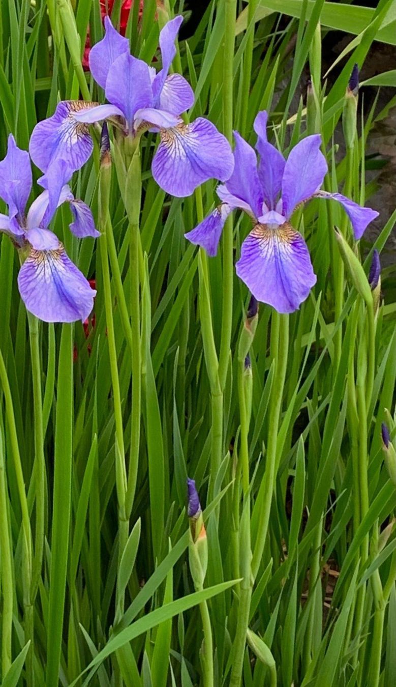 Piante & sementi: 3 blaue Sibirische Iris winterharte Gartenpflanze – Nuovo (secondo la descrizione) da Auenstein venduto da mar_8mxd 2