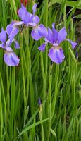 3 blaue Sibirische Iris winterharte Gartenpflanze