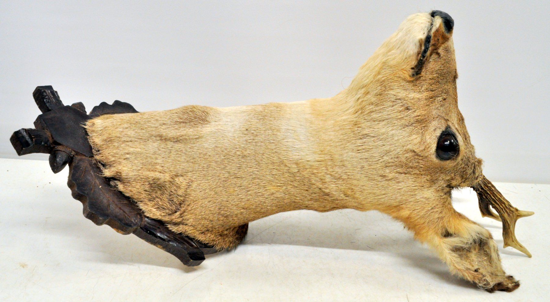 Il mondo degli animali: Tête de chevreuil naturalisée – Usato da Neuchâtel venduto da Neuchatel 1