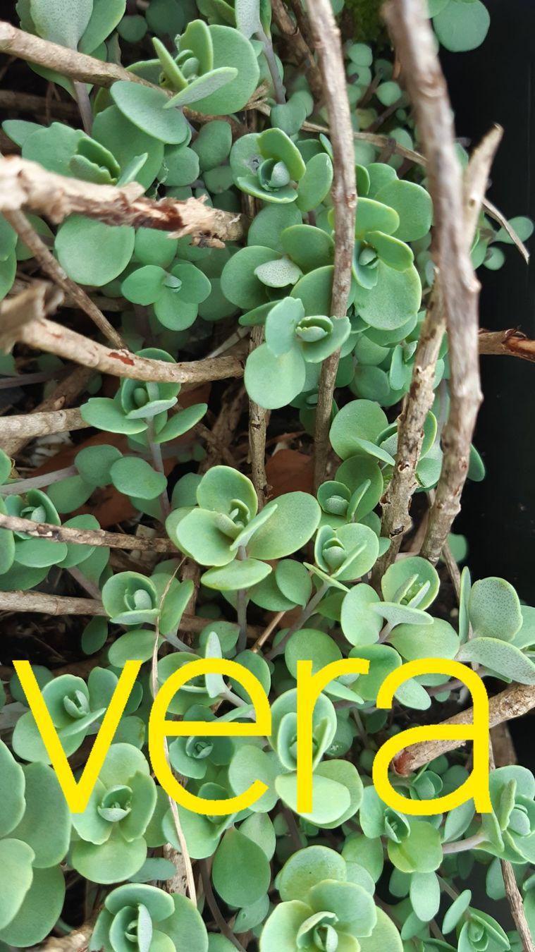 Piante & sementi: vera jameson sedum bodendecker – Nuovo (secondo la descrizione) da Ibach venduto da rom_v8h9 1