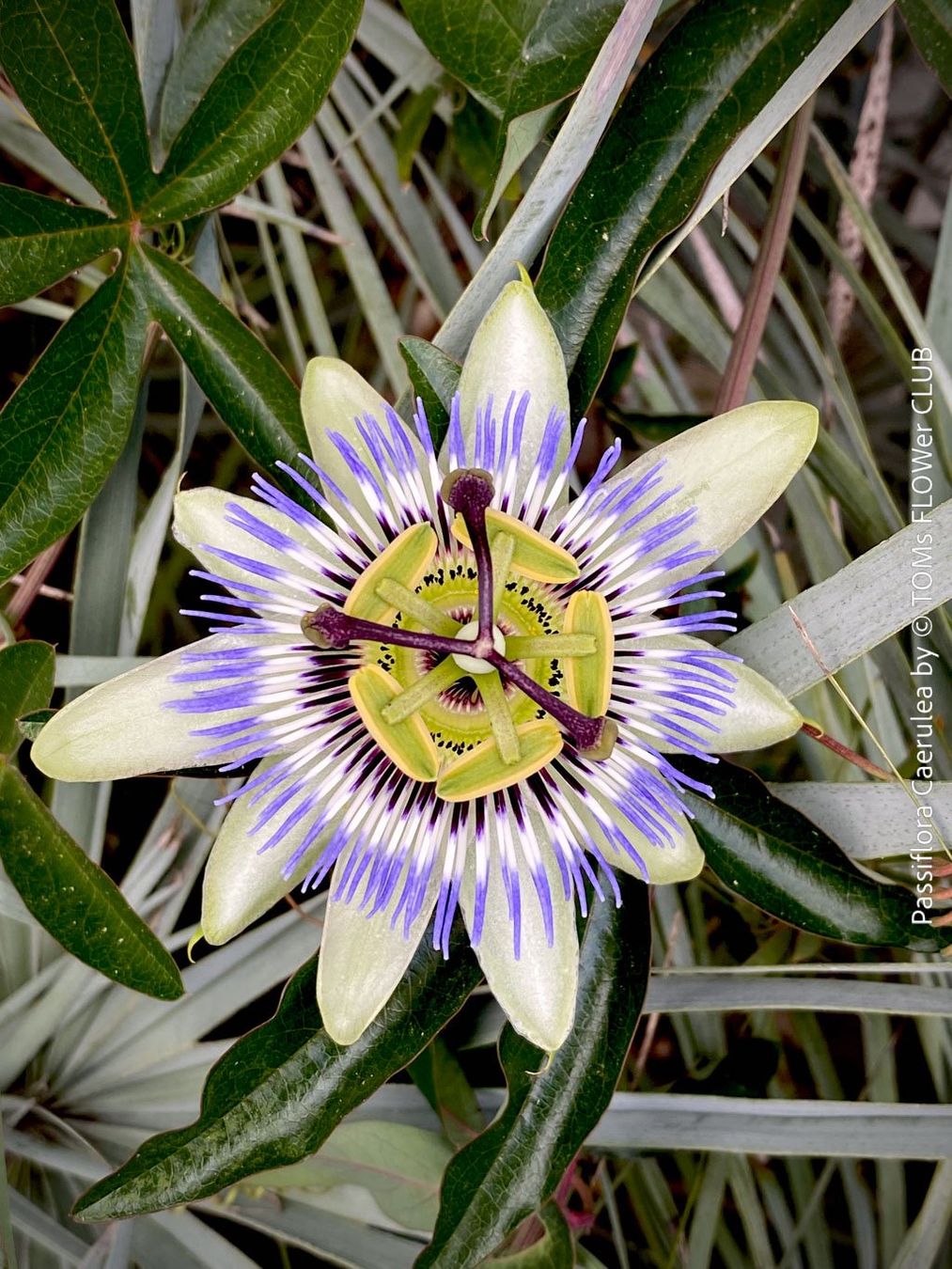 Pflanzen & Samen: Passiflora Caerulea - blaue Passionsblume - winterhart – Neu und originalverpackt aus Adliswil von TAKEYOURPLANT