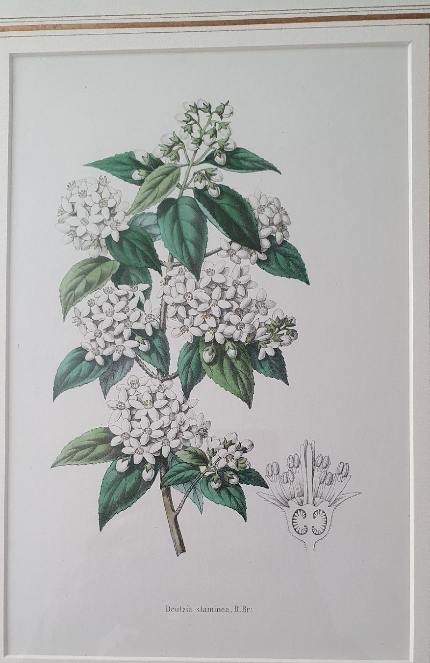 Grafiken & Lithographien: 3 Botanik Bilder - Lithographie,  im Goldrahmen – Gebraucht aus Kreuzlingen von Rschweiz1 2