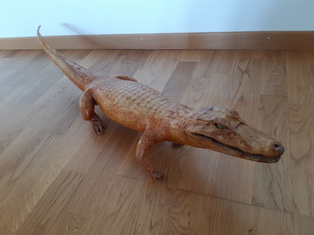 Kaiman Alligator Krokodil | Kaufen auf Ricardo