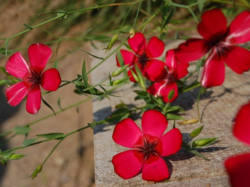 Piante & sementi: 200 Lein Samen LINUM RUBRUM – Nuovo (secondo la descrizione) da Ehrendingen venduto da VerveinaSamen 6
