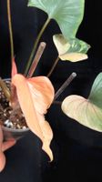 🩷 HOMALOMENA „PINK DIAMOND“ SUPER HIGH VAR. WITH NEW GROWTH