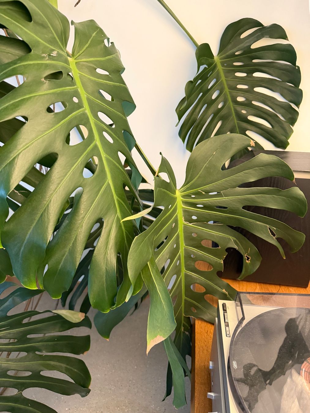 Piante & sementi: Monstera XXL – Usato da Zürich venduto da dudeli83 8