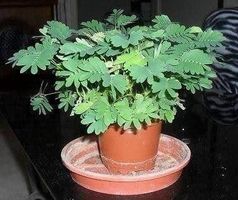PLANTE QUI BOUGE! MIMOSA PUDICA! 20g