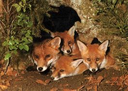 Postkarte mit Fuchs für Tierfreunde