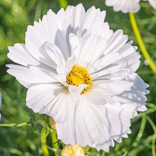Pflanzen & Samen: 100 Samen Schmuckkörbchen FIZZY WHITE – Neu (gemäss Beschreibung) aus Ehrendingen von VerveinaSamen 6