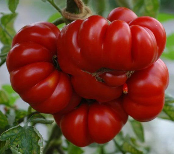 Piante & sementi: TOMATE Costoluto di Parma / 5 Samen – Nuovo (secondo la descrizione) da Hinteregg venduto da ERFOLG78