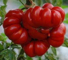 TOMATE Costoluto di Parma / 5 Samen