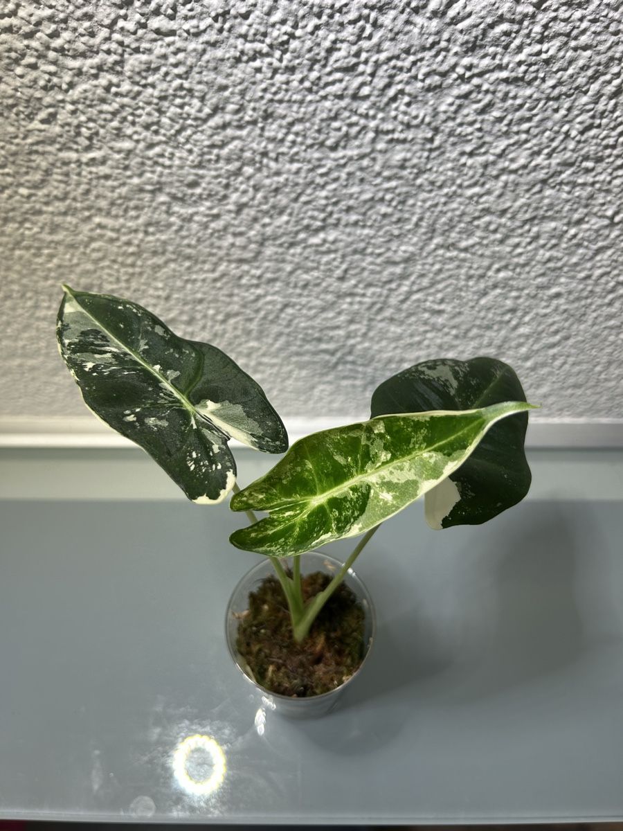 Piante & sementi: Alocasia Fydek – Usato da Niederbüren venduto da Monde09