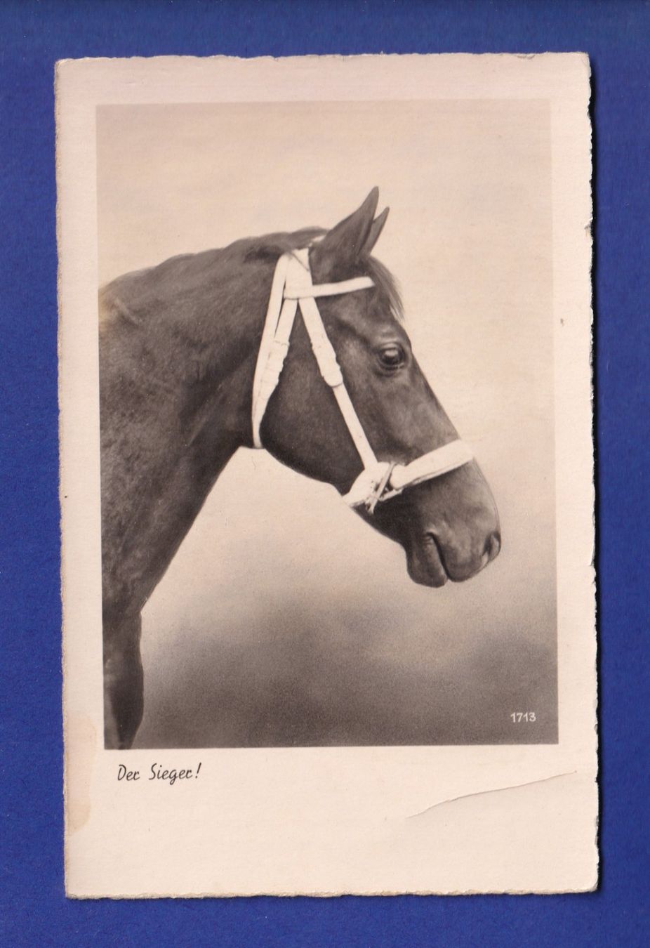 Ansichtskarten: CHEVAL // pli // – Gebraucht aus Pully von nicecards-shop