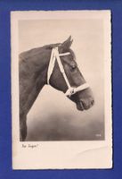 CHEVAL // pli //