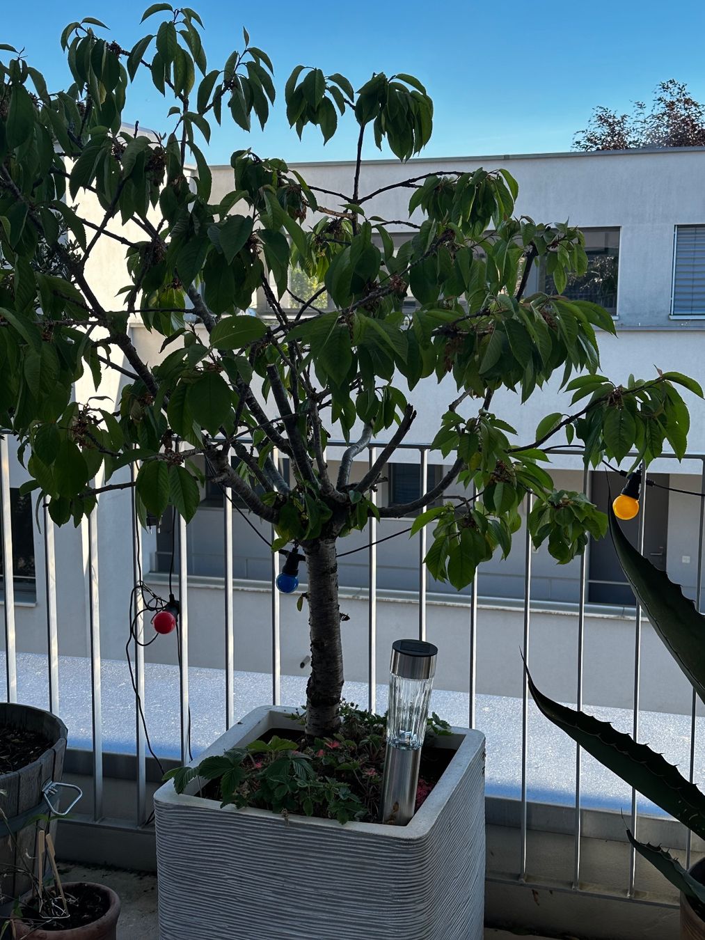 Piante & sementi: Kirschbaum im Topf – Usato da Zürich venduto da karsumpel11