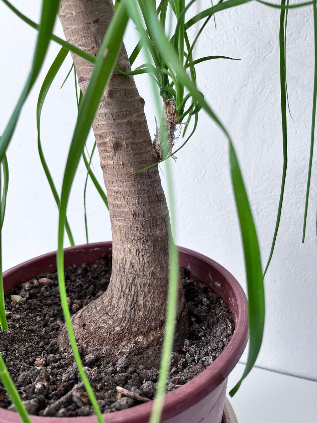 Elefantenfuss Pflanze Beaucarnea Elefantenfu Pflege - 123zimmerpflanzen  Samen Fr Zimmerpflanzen Pflegeleicht