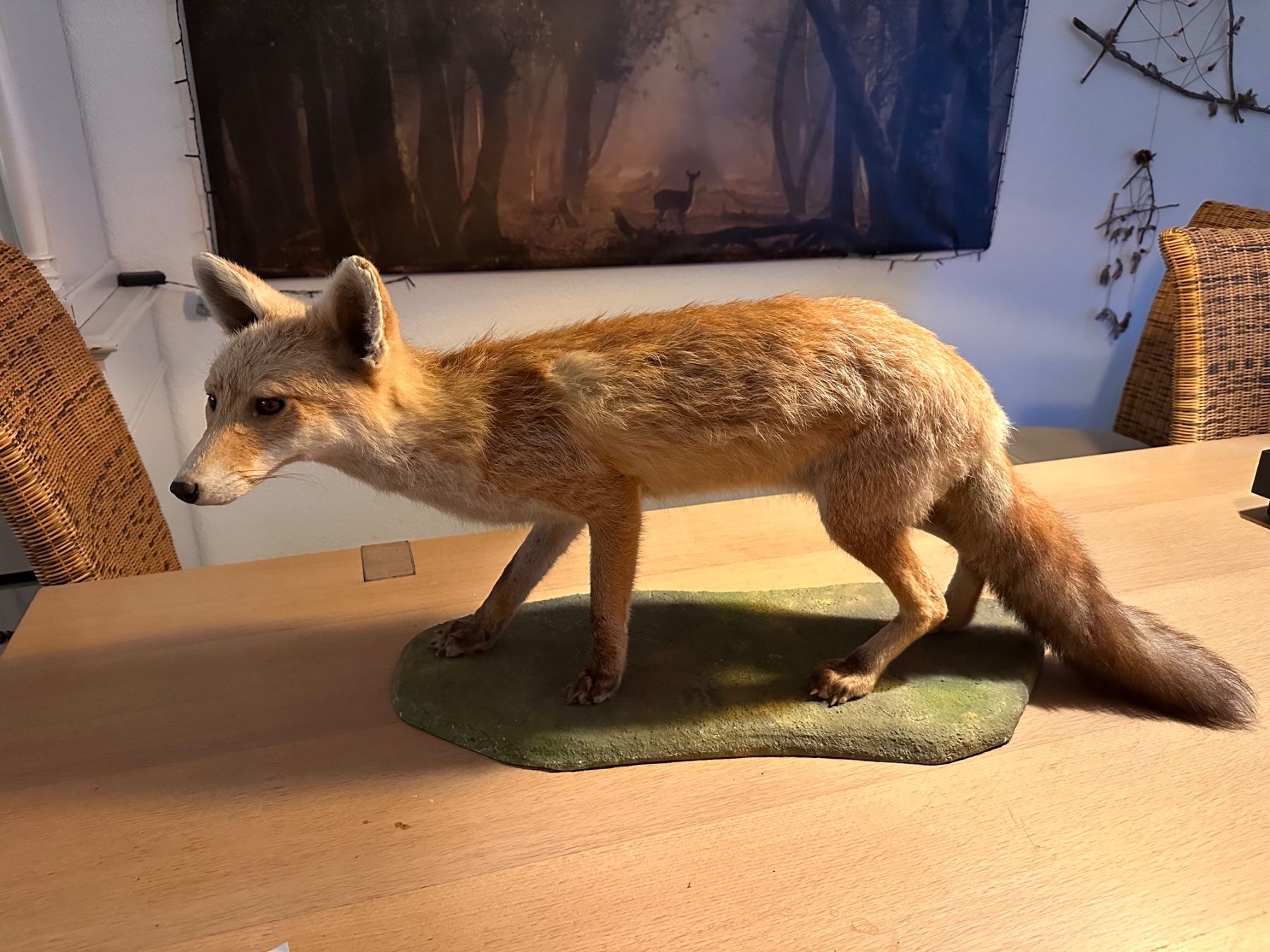 Il mondo degli animali: Präparierter Fuchs – Usato da Arboldswil venduto da Rhacodactylus