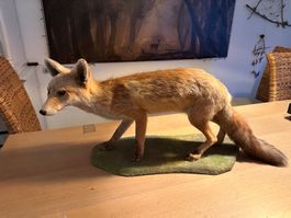 Präparierter Fuchs