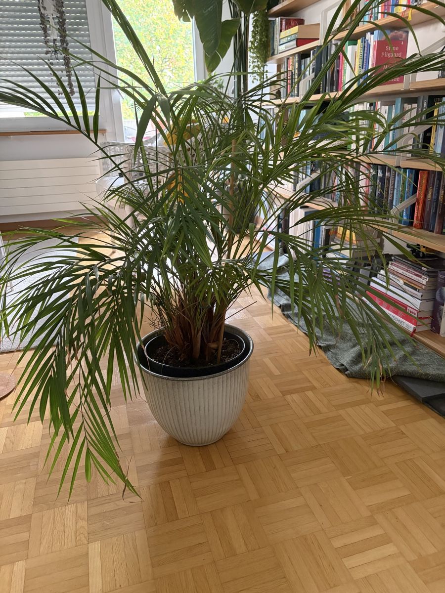 Pflanzen & Samen: Goldfruchtpalme inklusive Übertopf – Gebraucht aus Winterthur von emm_557p
