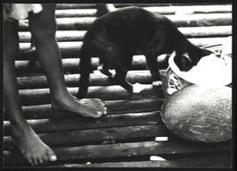 Fotografie Ansicht Malaysia, Niedliche K