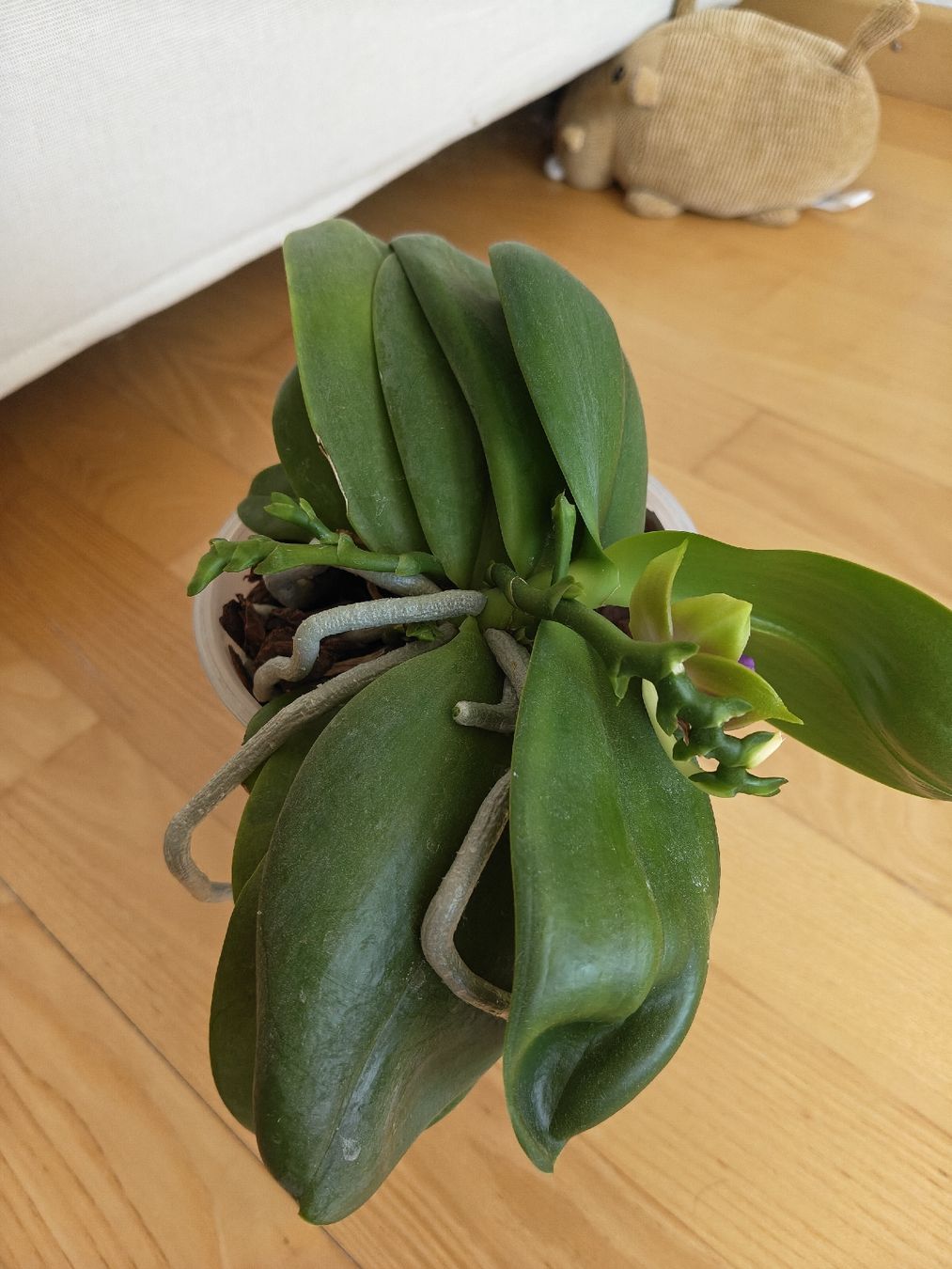 Plantes & graines: Phalaenopsis Mutuo Princesse Blue – D'occasion à Chamoson par Yuriyaa 2