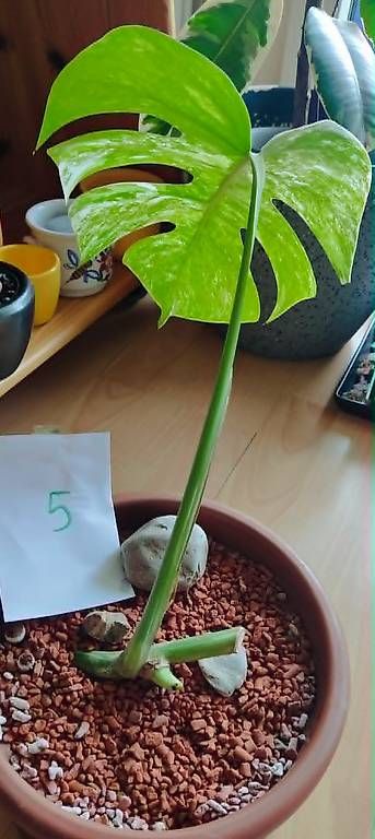 Piante & sementi: Monstera Deliciosa Albo Variegata – Nuovo (secondo la descrizione) da Ebnat-Kappel venduto da Zearara 4