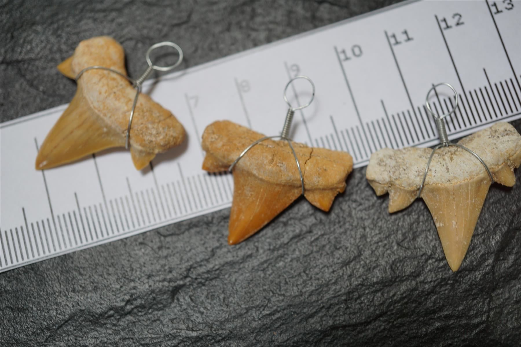 Fossili: Haifischzahn Fossil  Anhänger – Nuovo e nell'imballaggio originale da Eschenbach SG venduto da topstone 4
