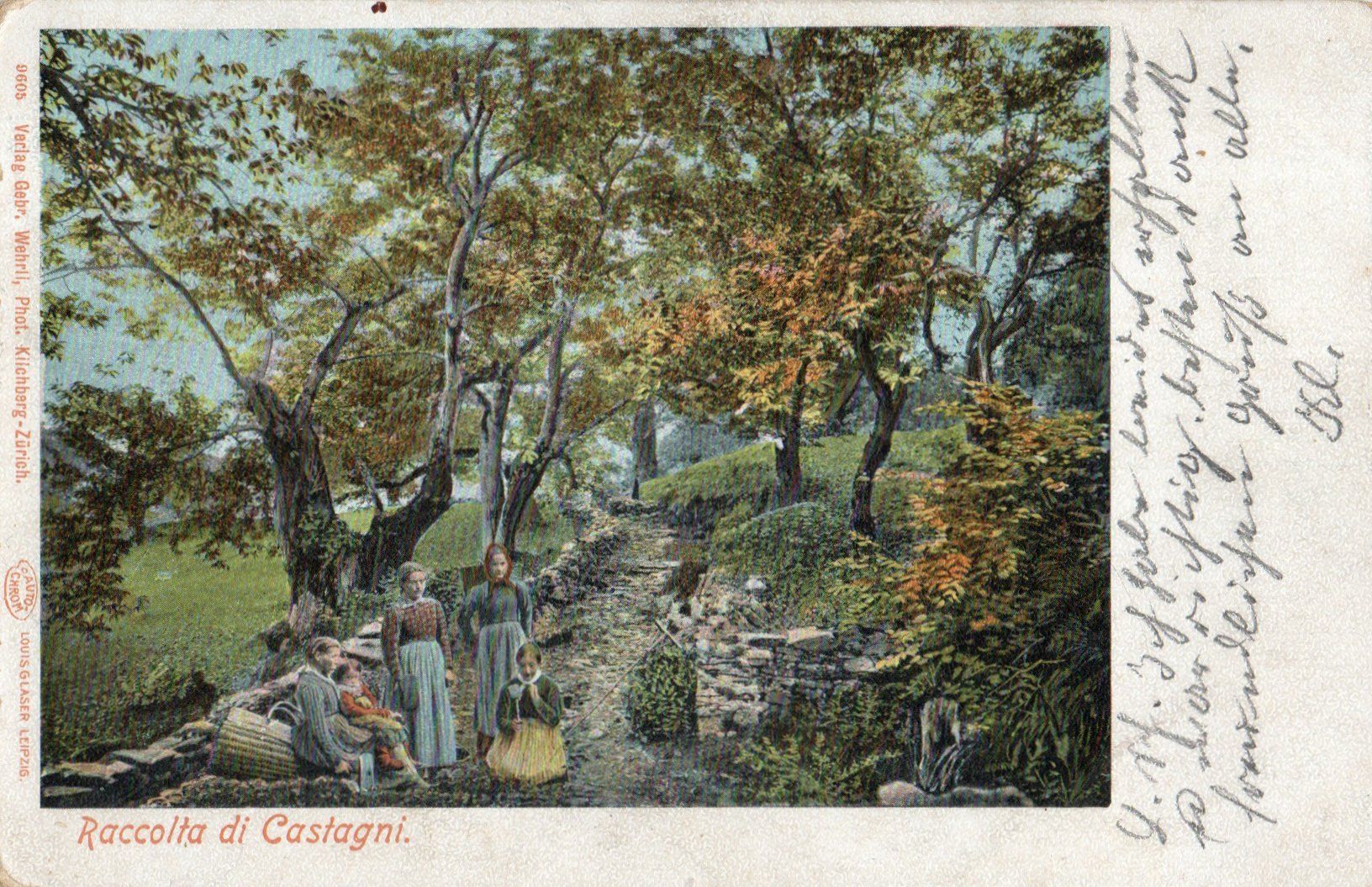 Cartoline postali: Raccolta di Castagne – Usato da Melano venduto da pisonsdro