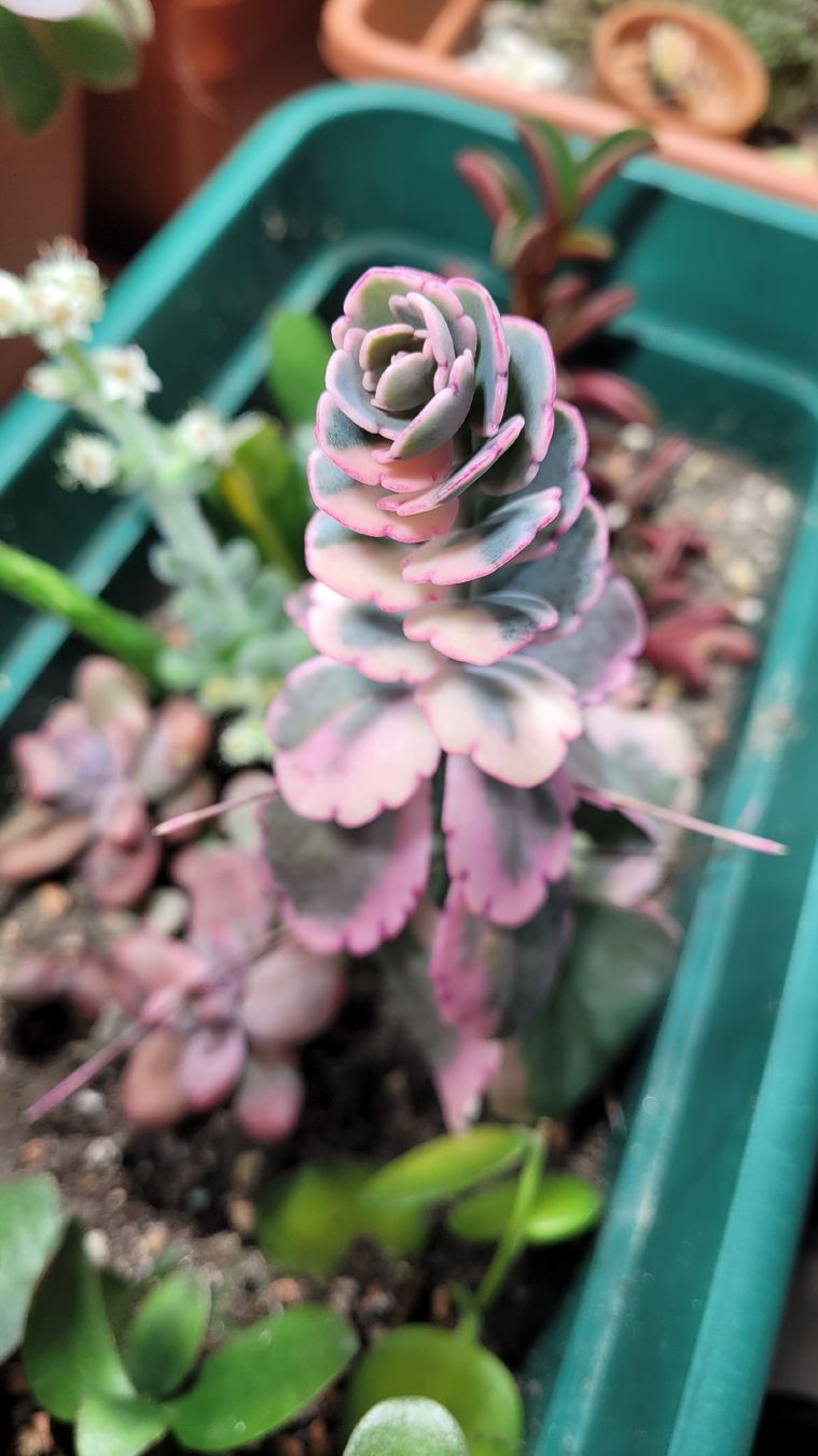 Piante & sementi: Kalanchoe Stecklinge – Nuovo (secondo la descrizione) da Zürich venduto da The_Plant_Wizard 5
