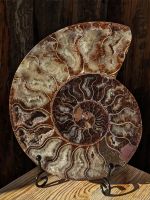 Ammonit Fossil 16,5cm, 474 Gramm mit Metallständer