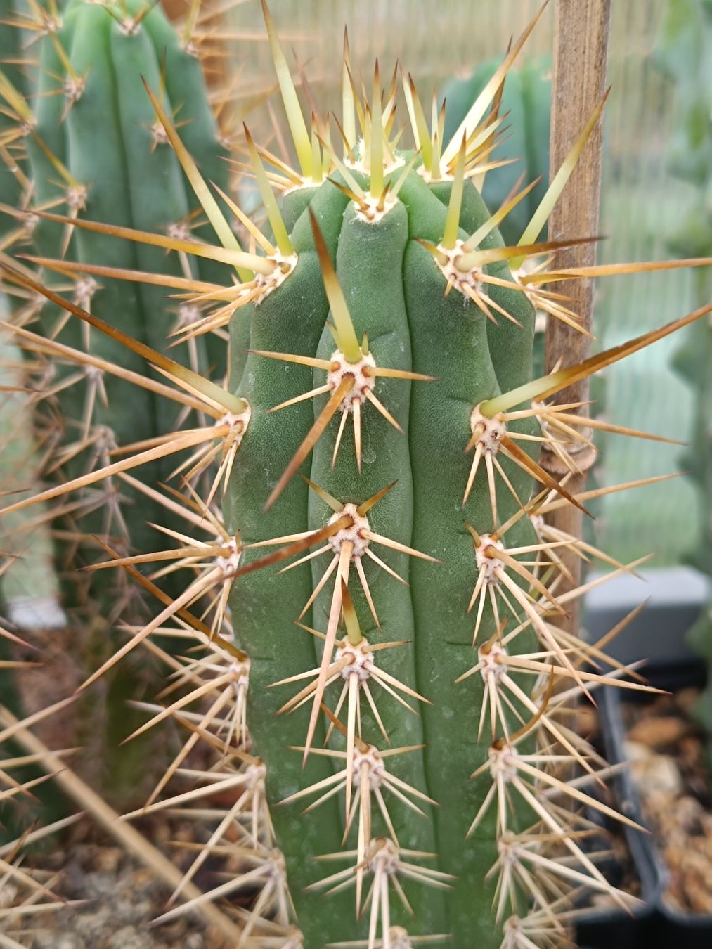 Plantes & graines: Trichocereus Macrogonus x Chiloensis SAN PEDRO – Neuf (Voir description) à Pâquier-Montbarry par chr_7dmj 2