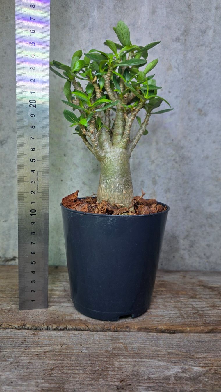 Pflanzen & Samen: Adenium Obesum – Neu (gemäss Beschreibung) aus St.Erhard von Plumilandschweiz 3