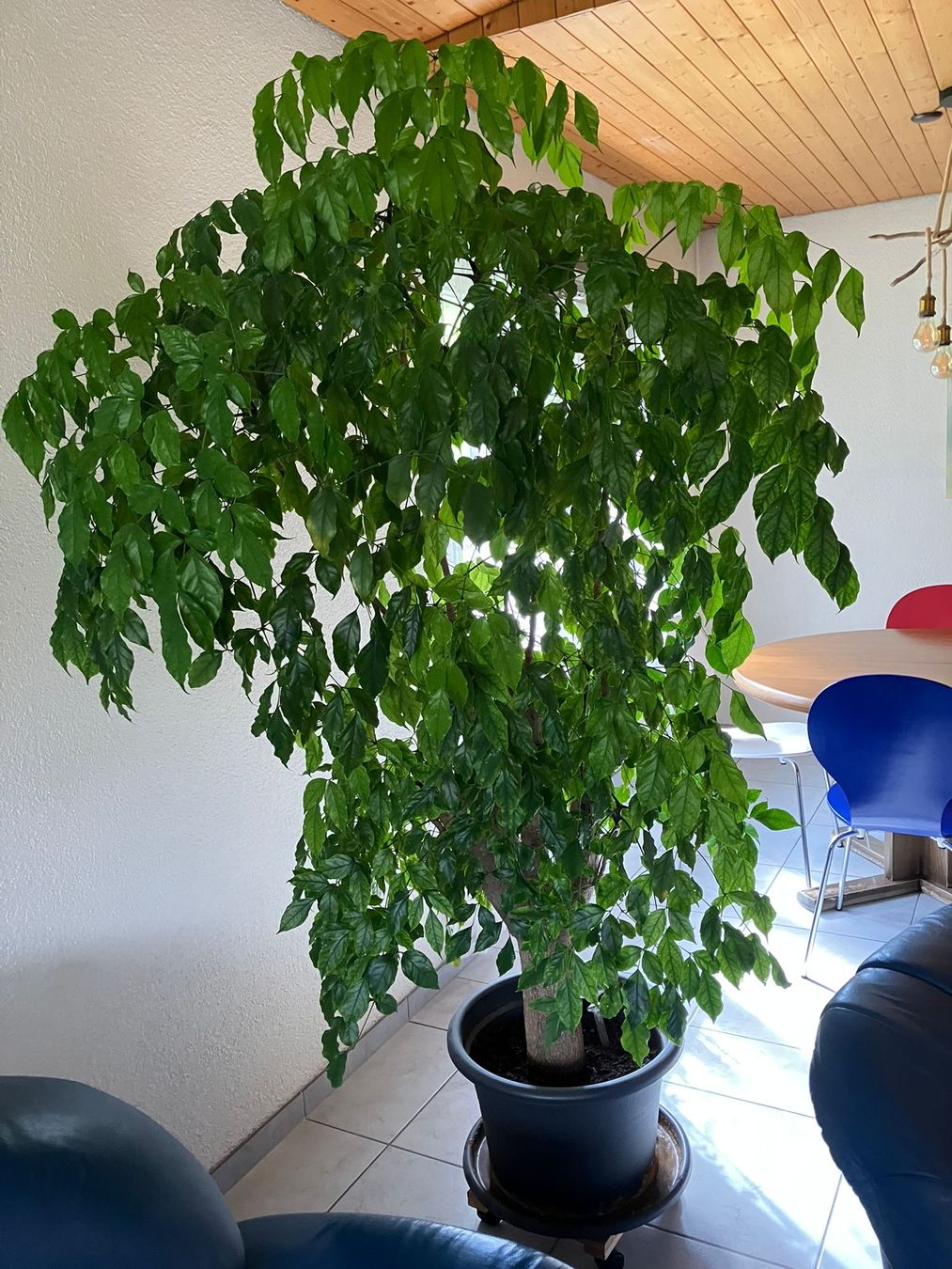 Pflanzen & Samen: ficus – Gebraucht aus huttwil von Mfeilenhauer 2