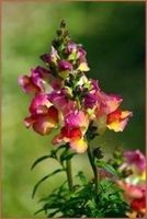 Gueules de Lions ! Superbe fleur ! 150g