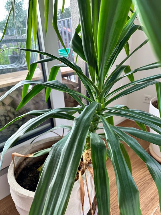 Yucca Palme im Topf plus Yucca Setzling Kaufen auf Ricardo