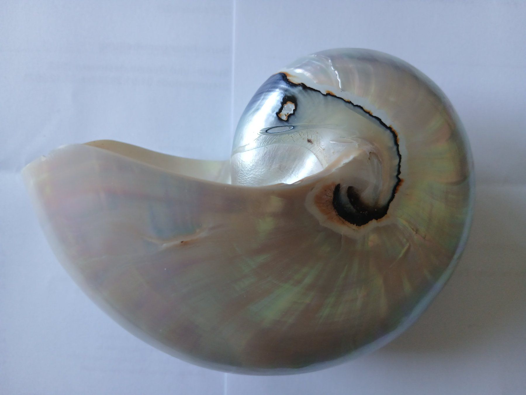 Tutte le decorazioni: Nautilus Muschel – Usato da Zürich venduto da Mephisto87 3