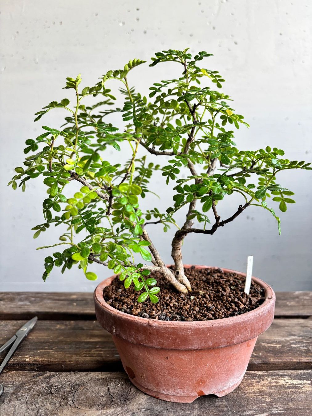Piante & sementi: Bonsai. Pfefferbaum, Xantoxylum piperitum. Eigenzucht, 4J – Nuovo (secondo la descrizione) da Uster venduto da maguro 4