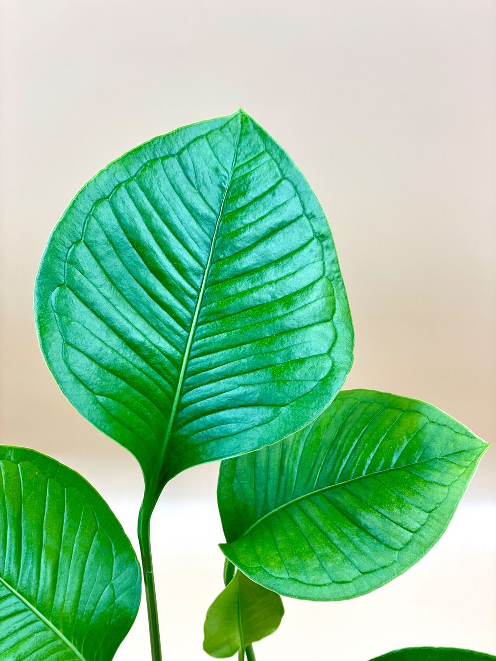 Piante & sementi: anthurium umbricola – Nuovo (secondo la descrizione) da Zürich venduto da Leafscape 1