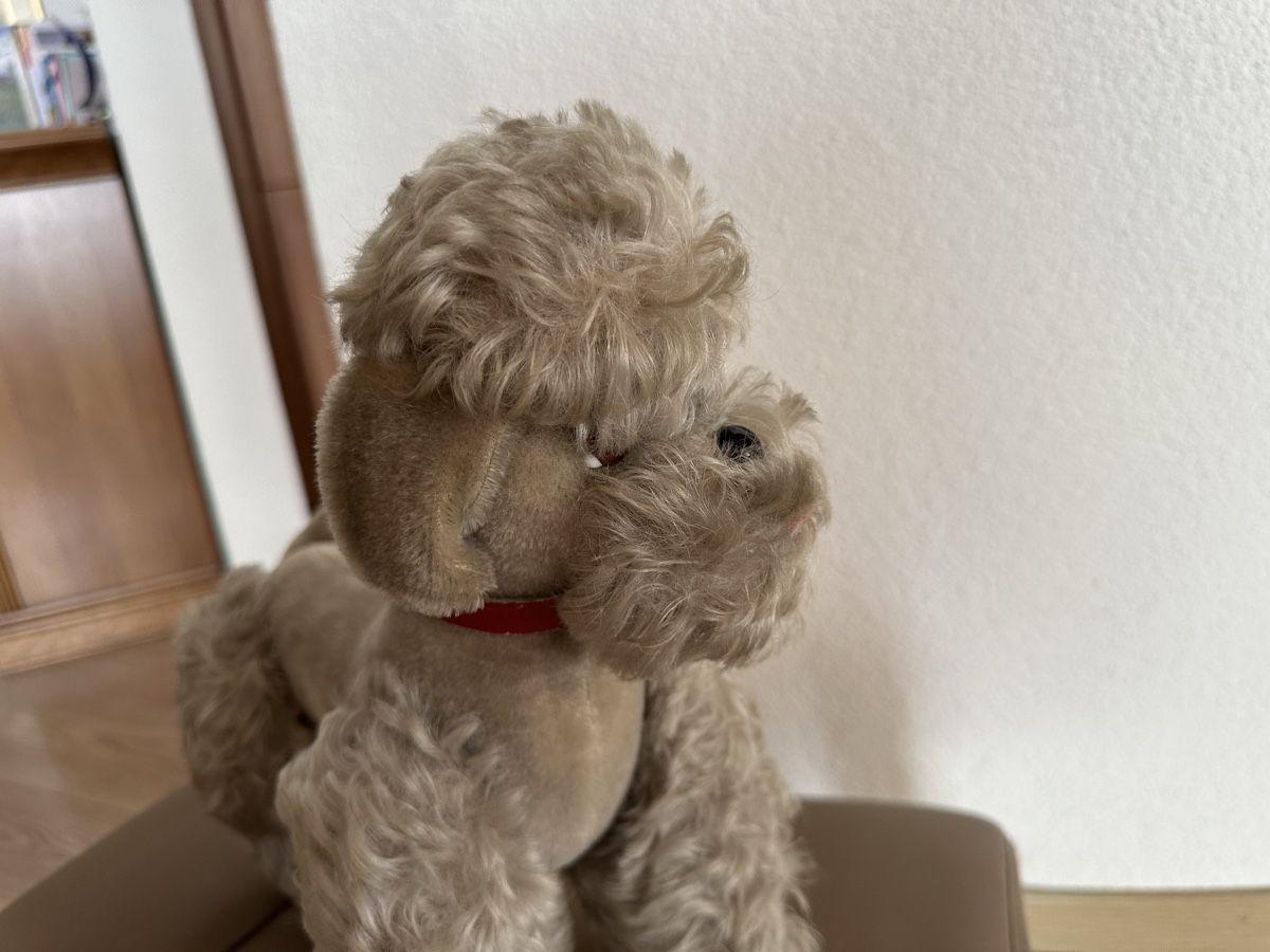 Steiff Giocattoli: Steiff Pudel 50s – Usato da Herbriggen venduto da Sehrazade 3