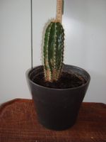 Kaktus