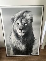 Drei wunderschöne neue Raubkatzen Bilder