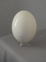 Oeuf d'autruche véritable!