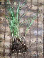 MISCANTHUS SINENSIS ‘FERNER OSTEN’ - Ziergras für Garten